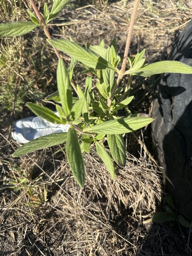 Trichodesma zeylanicum (camel bush) (alternate view 2)