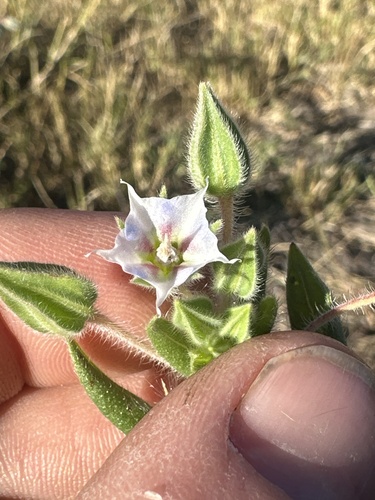 Trichodesma zeylanicum (camel bush) (alternate view 5)