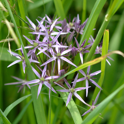 Allium cristophii (Star of Persia)
