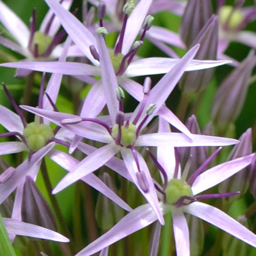 Allium cristophii (Star of Persia) (alternate view 2)