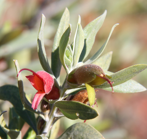 Eremophila glabra (Common Emu-Bush) (alternate view 5)
