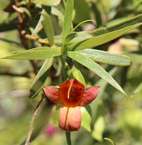 Eremophila glabra (Common Emu-Bush) (alternate view 6)