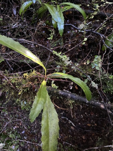 Anopterus glandulosus (Tasmanian laurel) (alternate view 2)