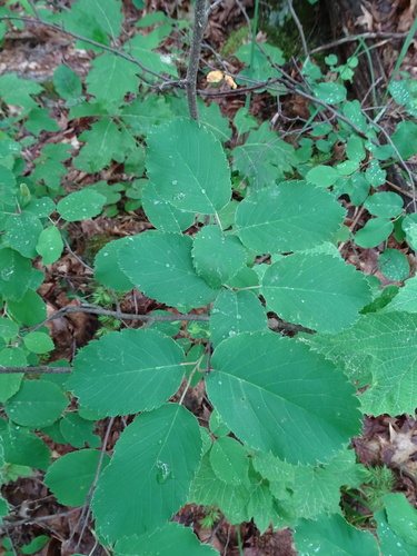 Amelanchier (serviceberries) (alternate view 3)