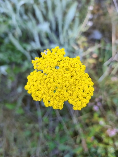 Achillea filipendulina (Fern-leaf Yarrow)