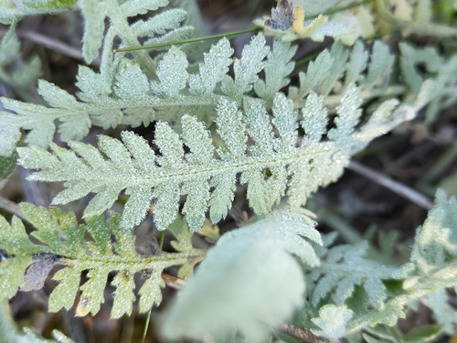 Achillea filipendulina (Fern-leaf Yarrow)