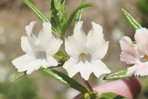 Diplacus × australis (San Diego Monkeyflower) (alternate view 9)