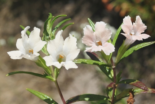 Diplacus × australis (San Diego Monkeyflower) (alternate view 6)
