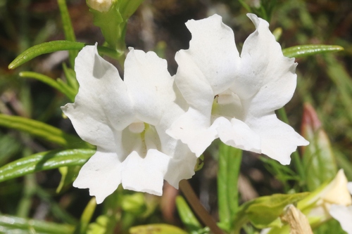 Diplacus × australis (San Diego Monkeyflower) (alternate view 5)