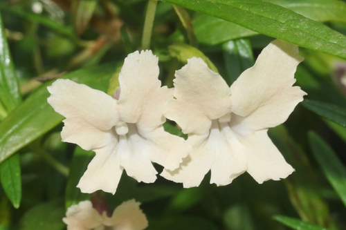 Diplacus × australis (San Diego Monkeyflower) (alternate view 7)