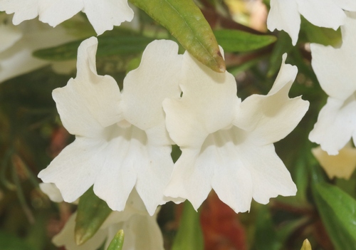 Diplacus × australis (San Diego Monkeyflower) (alternate view 8)