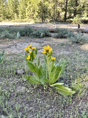 Wyethia amplexicaulis (Northern Mule's Ear) (alternate view 3)