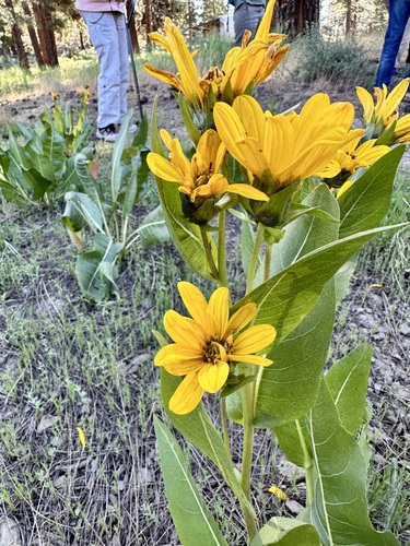 Wyethia amplexicaulis (Northern Mule's Ear) (alternate view 4)