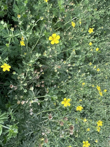 Potentilla argentea (Silvery Cinquefoil)
