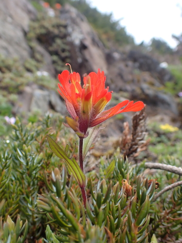 Castilleja hispida (harsh paintbrush) (alternate view 10)