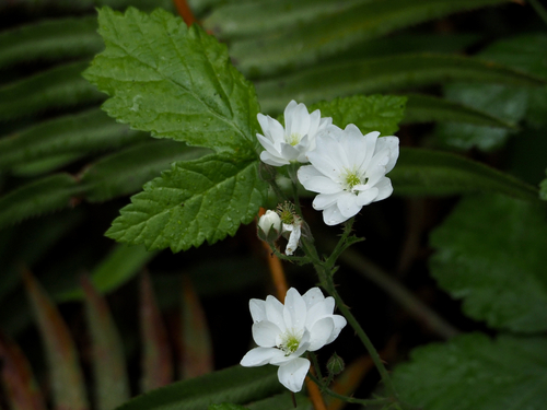 Rubus ursinus (trailing blackberry)