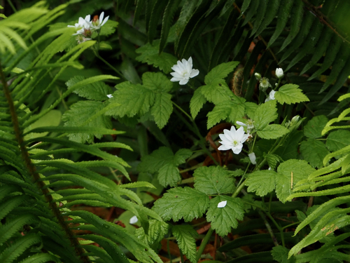 Rubus ursinus (trailing blackberry) (alternate view 2)