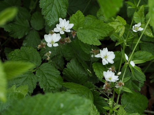 Rubus ursinus (trailing blackberry) (alternate view 3)
