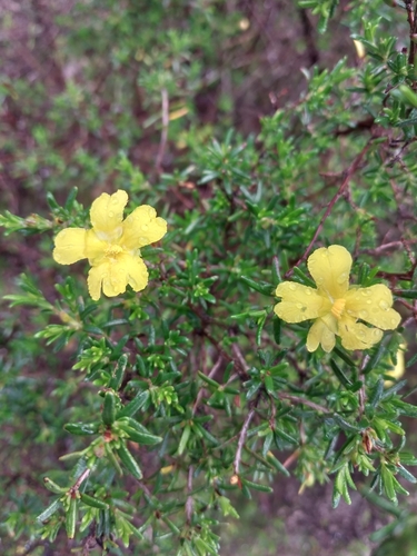 Hibbertia hypericoides (Yellow Buttercups) (alternate view 5)