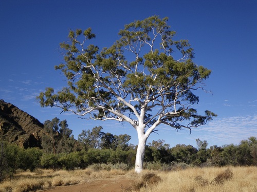 Corymbia (Bloodgums) (alternate view 4)