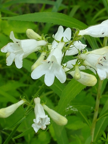 Penstemon digitalis (foxglove beardtongue)