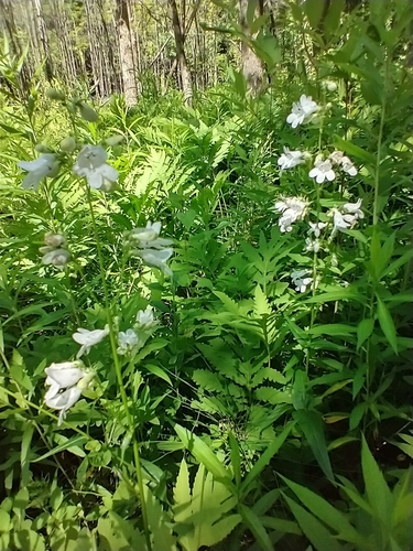 Penstemon digitalis (foxglove beardtongue) (alternate view 2)