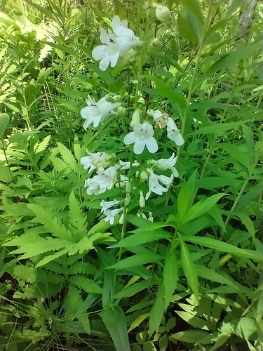 Penstemon digitalis (foxglove beardtongue) (alternate view 3)