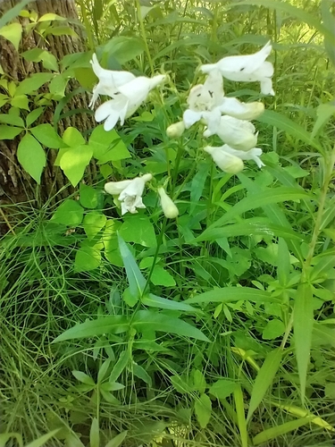 Penstemon digitalis (foxglove beardtongue) (alternate view 4)