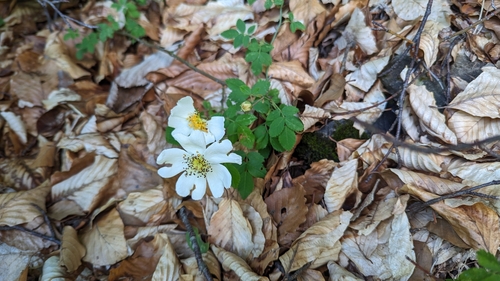 Rosa arvensis (Field Rose)