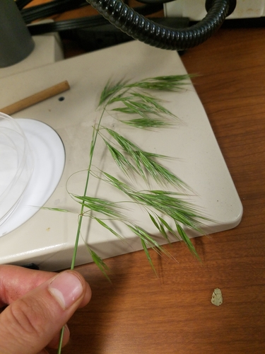 Bromus tectorum (cheat grass) (alternate view 3)