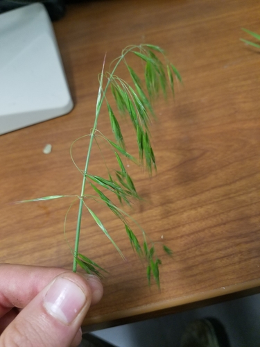 Bromus tectorum (cheat grass) (alternate view 4)