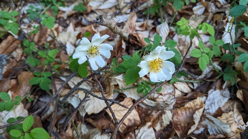 Rosa arvensis (Field Rose)