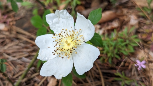 Rosa arvensis (Field Rose)