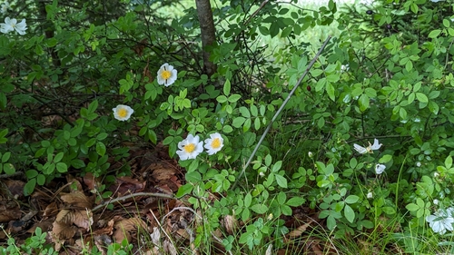 Rosa arvensis (Field Rose)