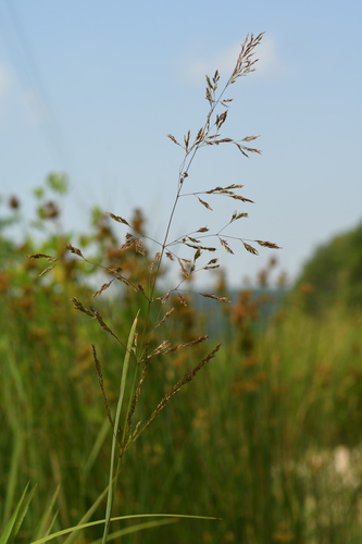 Agrostis gigantea (redtop) (alternate view 6)
