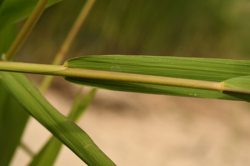 Agrostis gigantea (redtop) (alternate view 7)