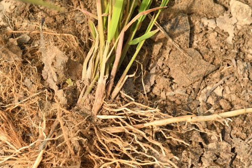 Agrostis gigantea (redtop) (alternate view 8)