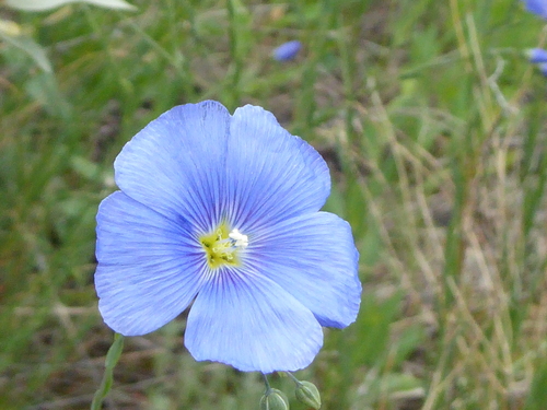 Linum lewisii (Lewis flax) (alternate view 9)