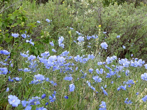Linum lewisii (Lewis flax) (alternate view 10)