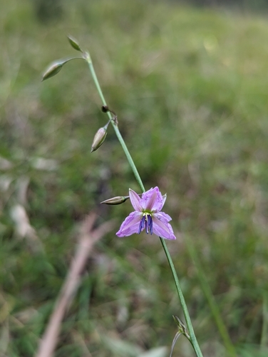 Arthropodium fimbriatum (Nodding Chocolate Lily) (alternate view 2)