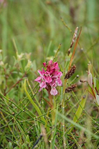 Dactylorhiza incarnata (Early Marsh-orchid)