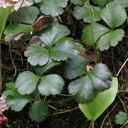 Coptis trifolia (threeleaf goldthread) (alternate view 7)