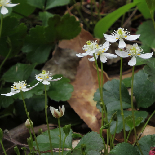 Coptis trifolia (threeleaf goldthread) (alternate view 8)