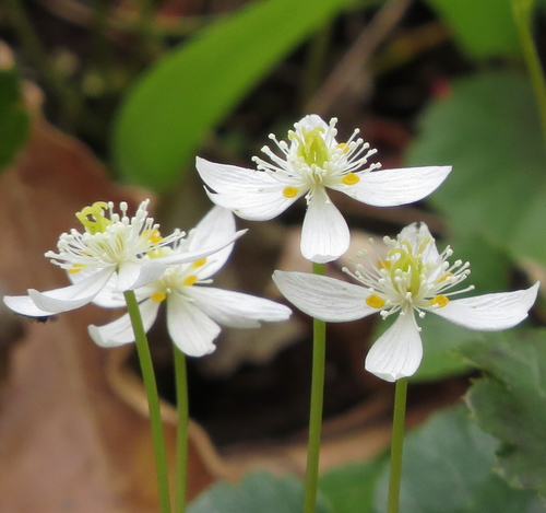 Coptis trifolia (threeleaf goldthread) (alternate view 6)