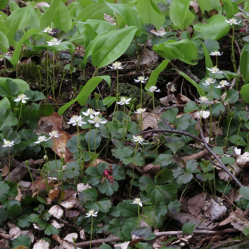 Coptis trifolia (threeleaf goldthread) (alternate view 9)