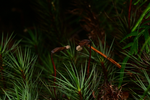 Dawsonia superba (giant moss)