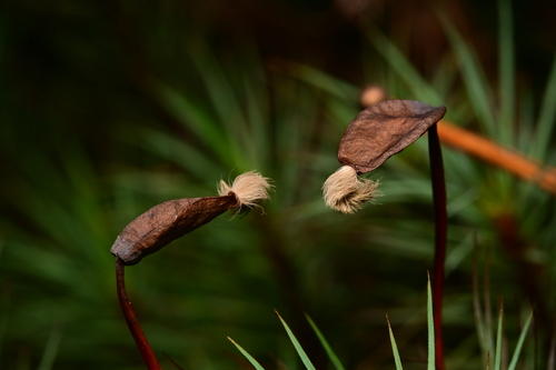 Dawsonia superba (giant moss) (alternate view 2)