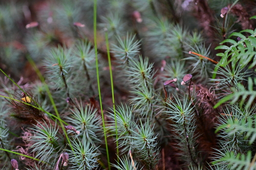 Dawsonia superba (giant moss) (alternate view 3)
