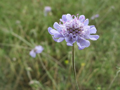 Scabiosa canescens (Gray Pincushion Flower)