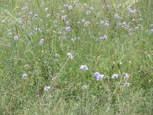 Scabiosa canescens (Gray Pincushion Flower)
